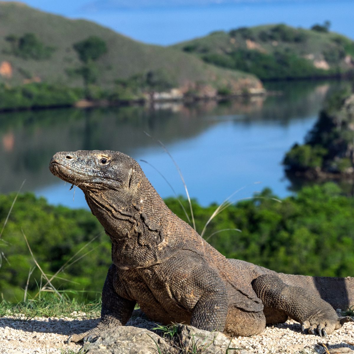 Isla de Komodo