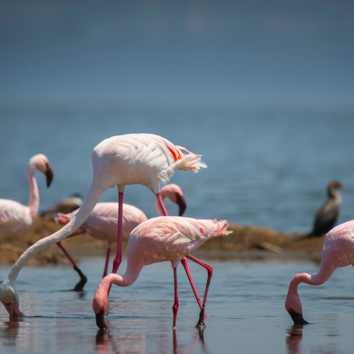 Parque Nacional Lago Nakuru