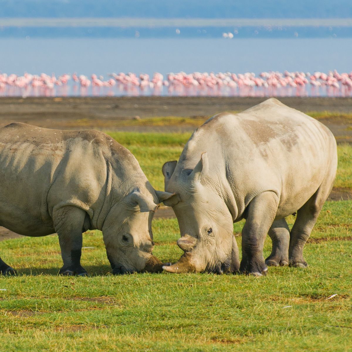 Parque Nacional Lago Nakuru