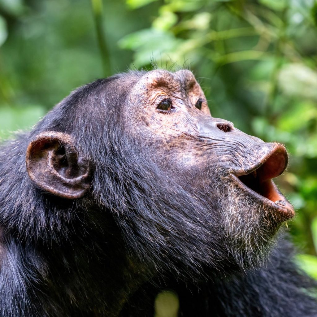 Parque Nacional de Kibale
