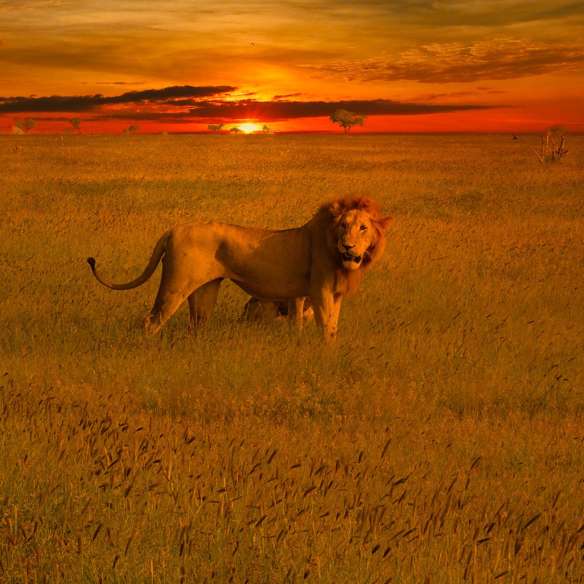 Parque Nacional de Tsavo Oeste