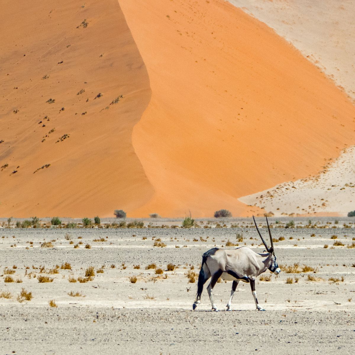 Parque nacional de Namib-Naukluft