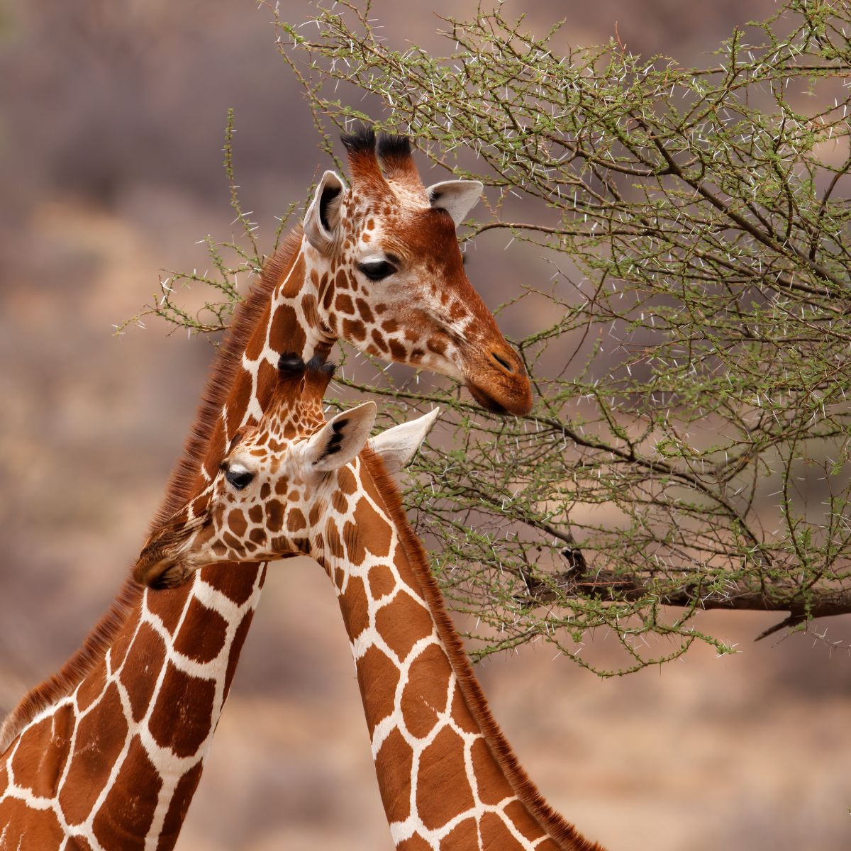 Reserva Nacional Samburu