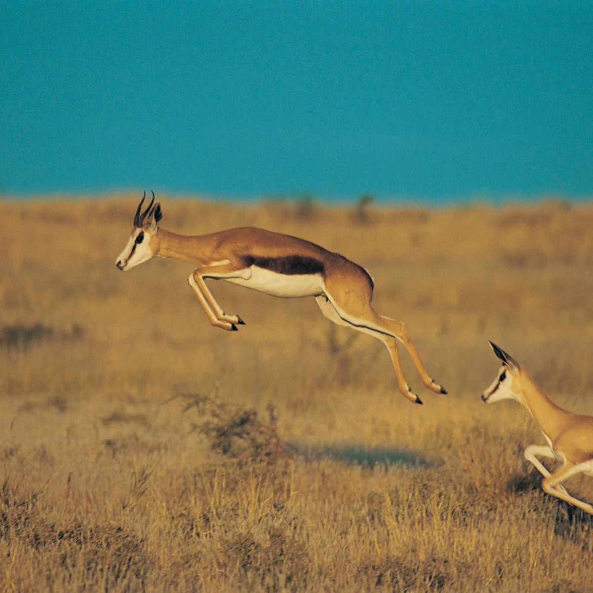 Reserva de Caza del Kalahari Central