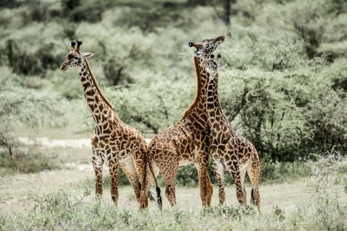 Safari privado Olduvai en Tanzania