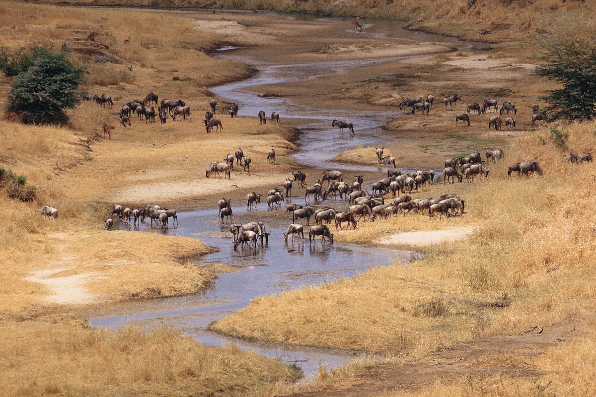 Safari Privado Olduvai En Tanzania