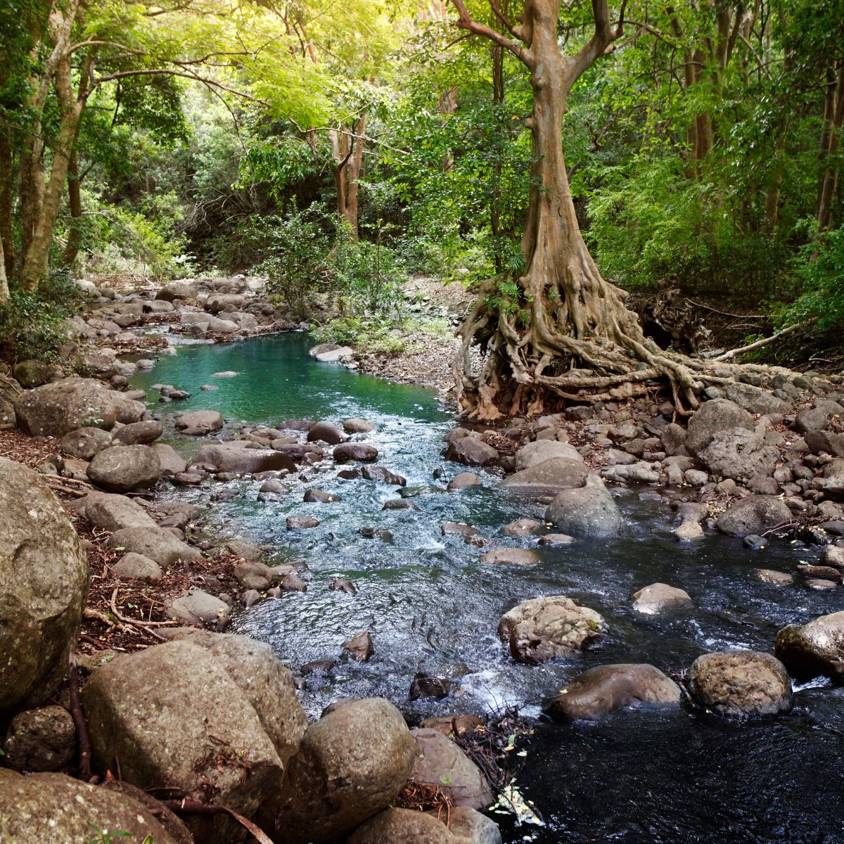 Parque Nacional de las Gargantas de Black River