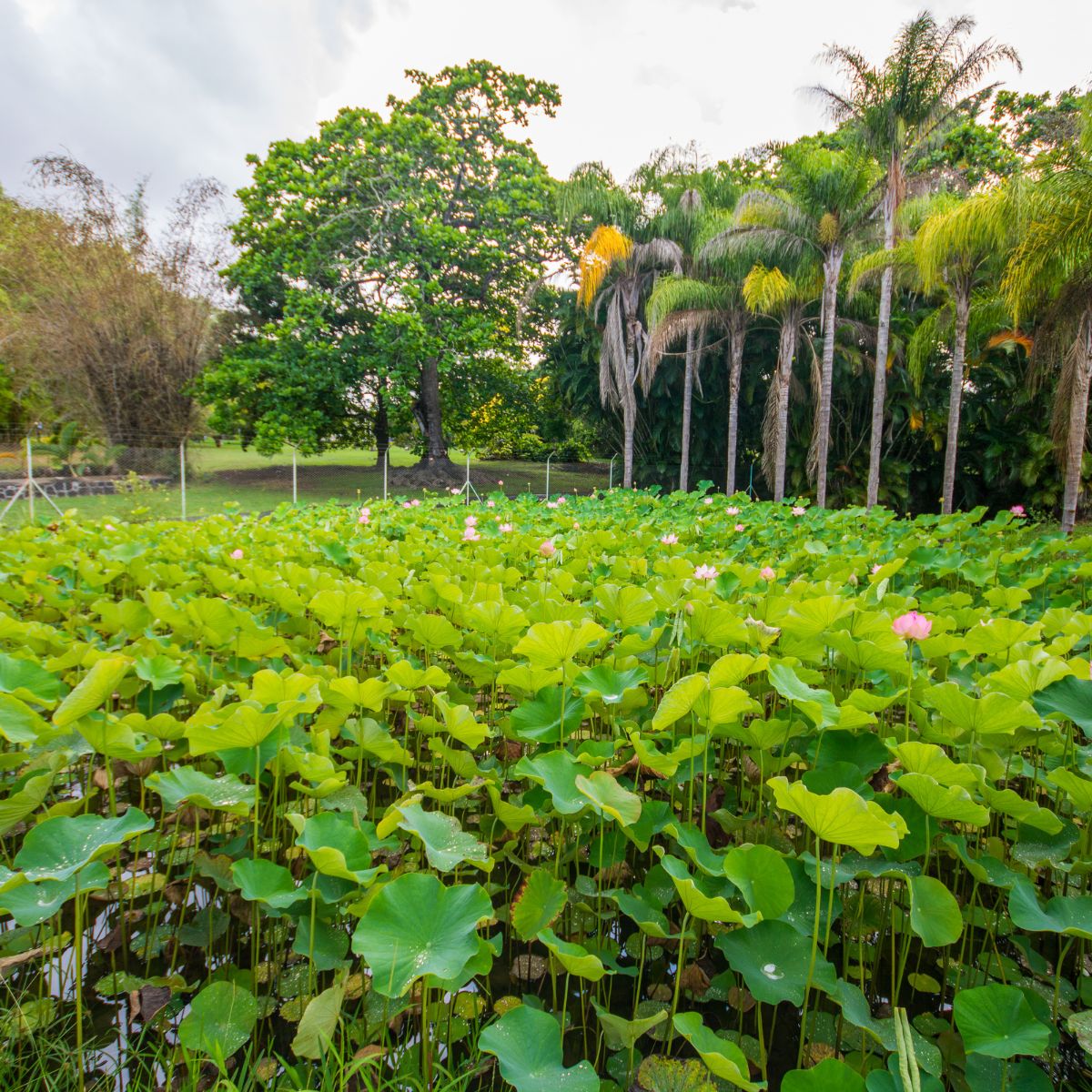 Jardín Botánico de Pamplemousses