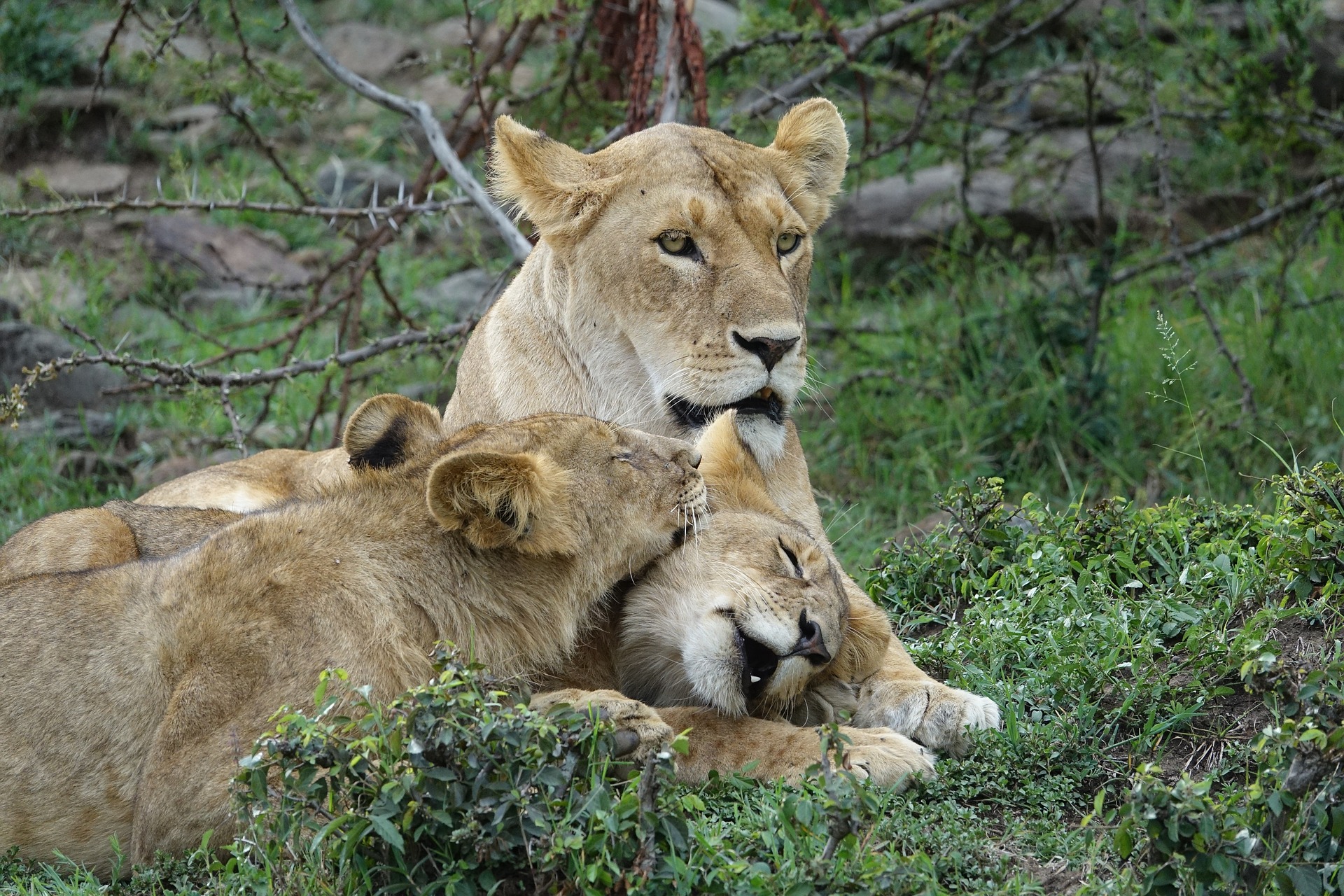 Safari Rasmi en Kenia