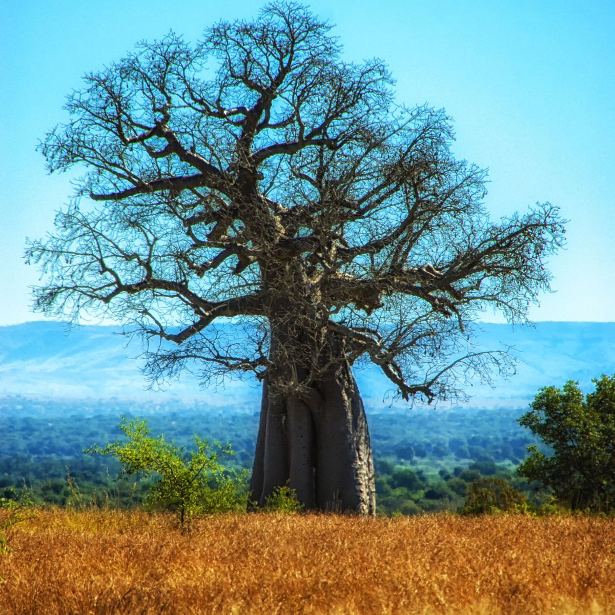 Parque Nacional Ruaha