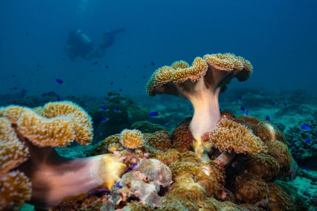 La Diversidad Submarina Snorkeling y Buceo Inolvidables