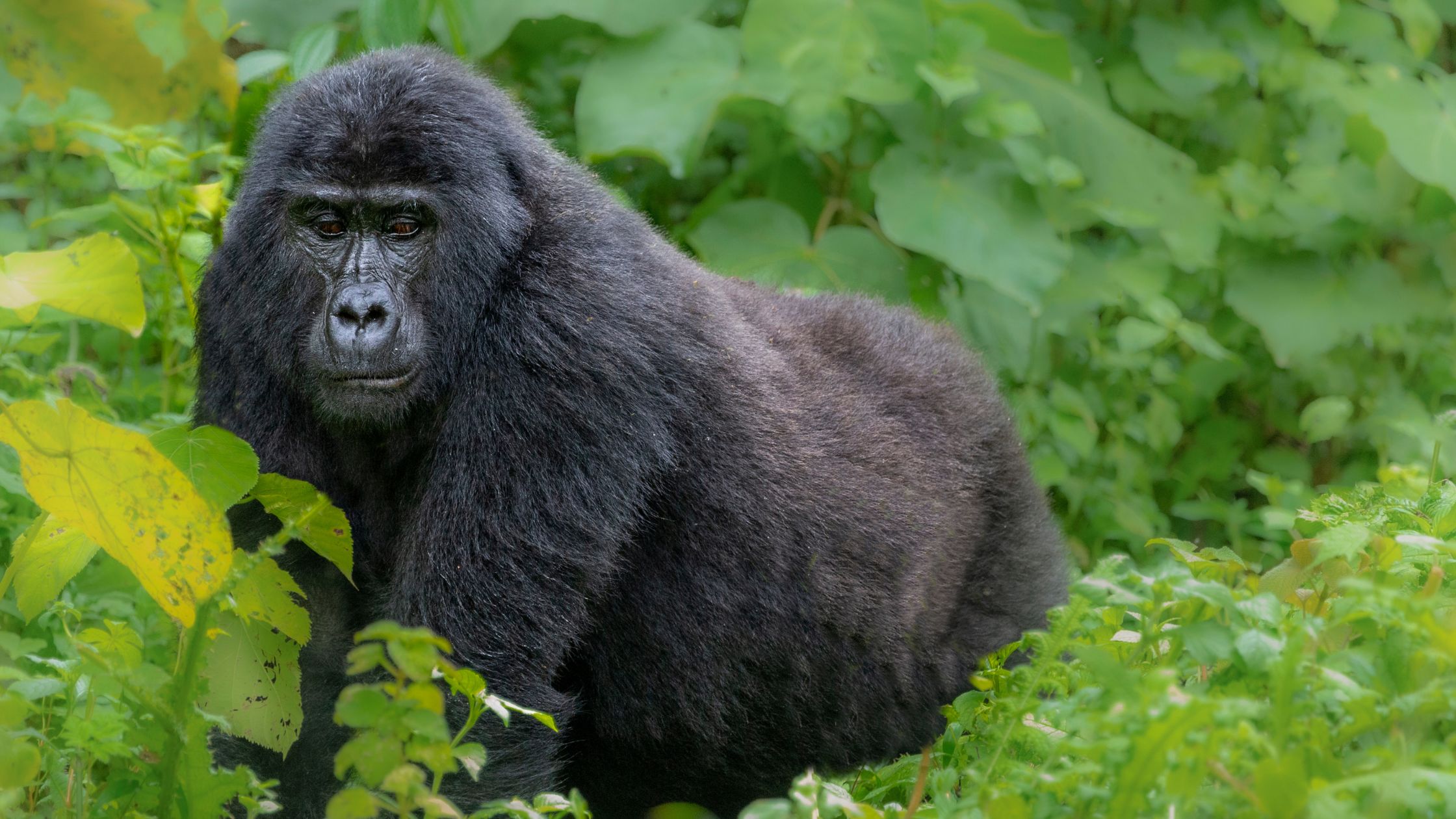 Qué visitar de Uganda