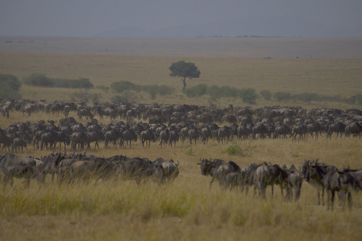 migracion serengeti
