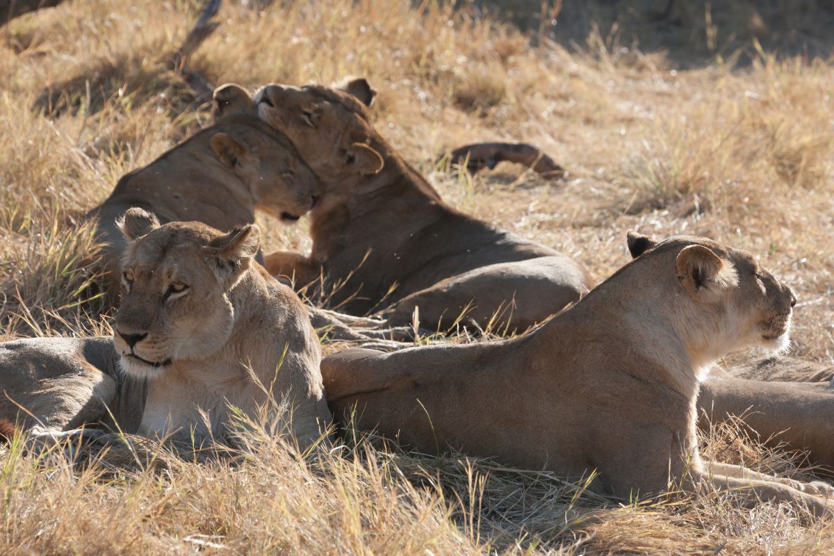 Contrastes de Botswana