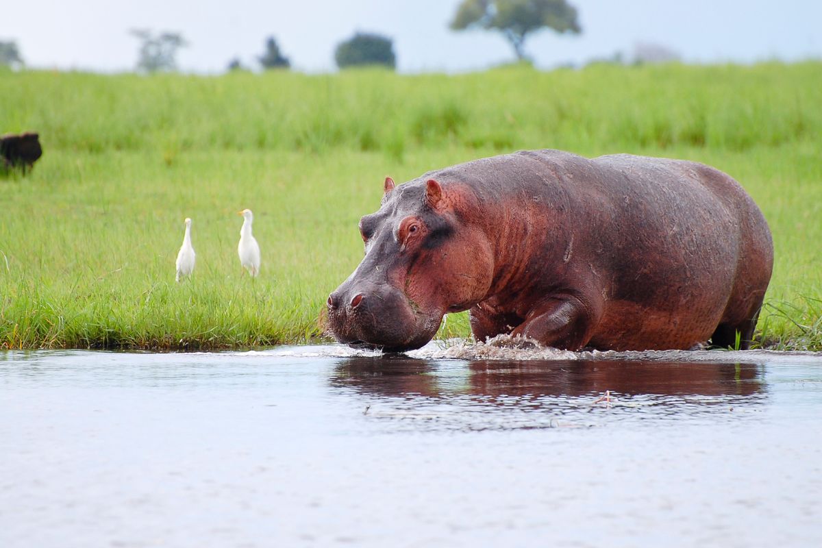 Contrastes de Botswana