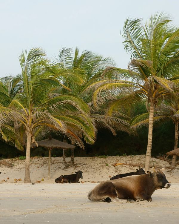 Casamance