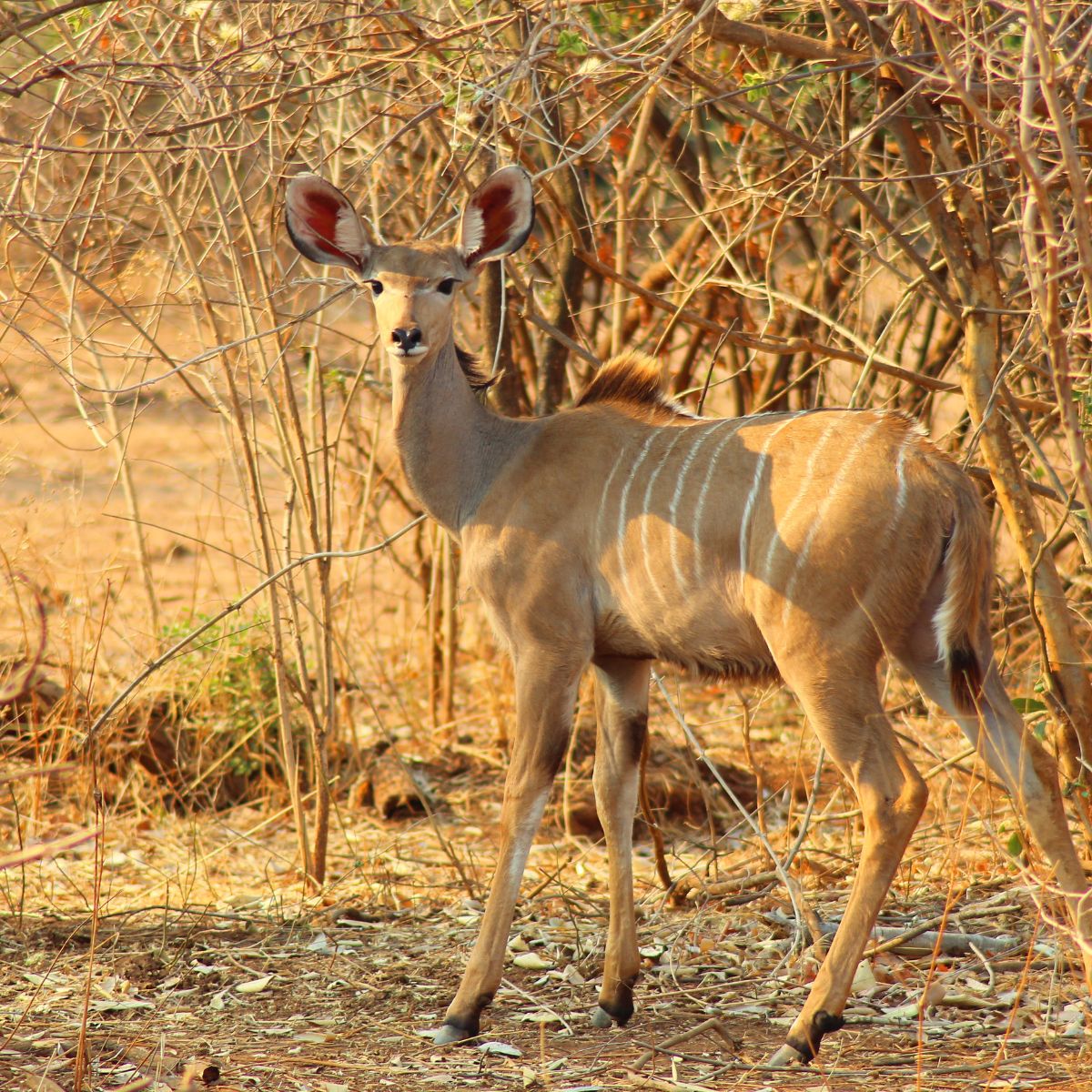 Lower Zambezi National Park