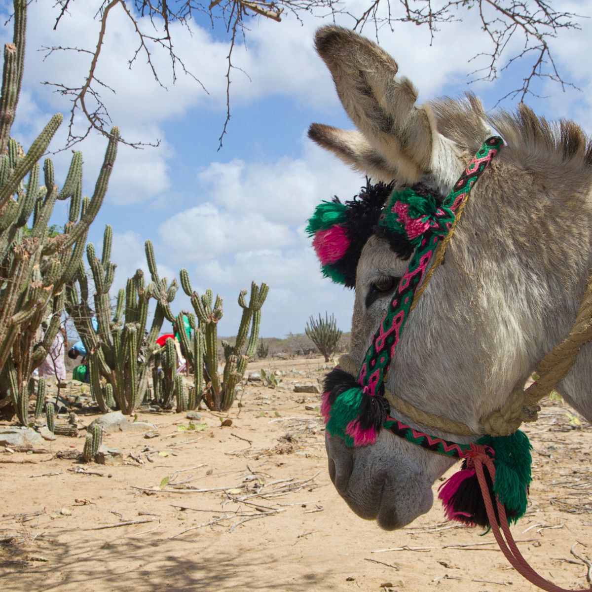 La Guajira