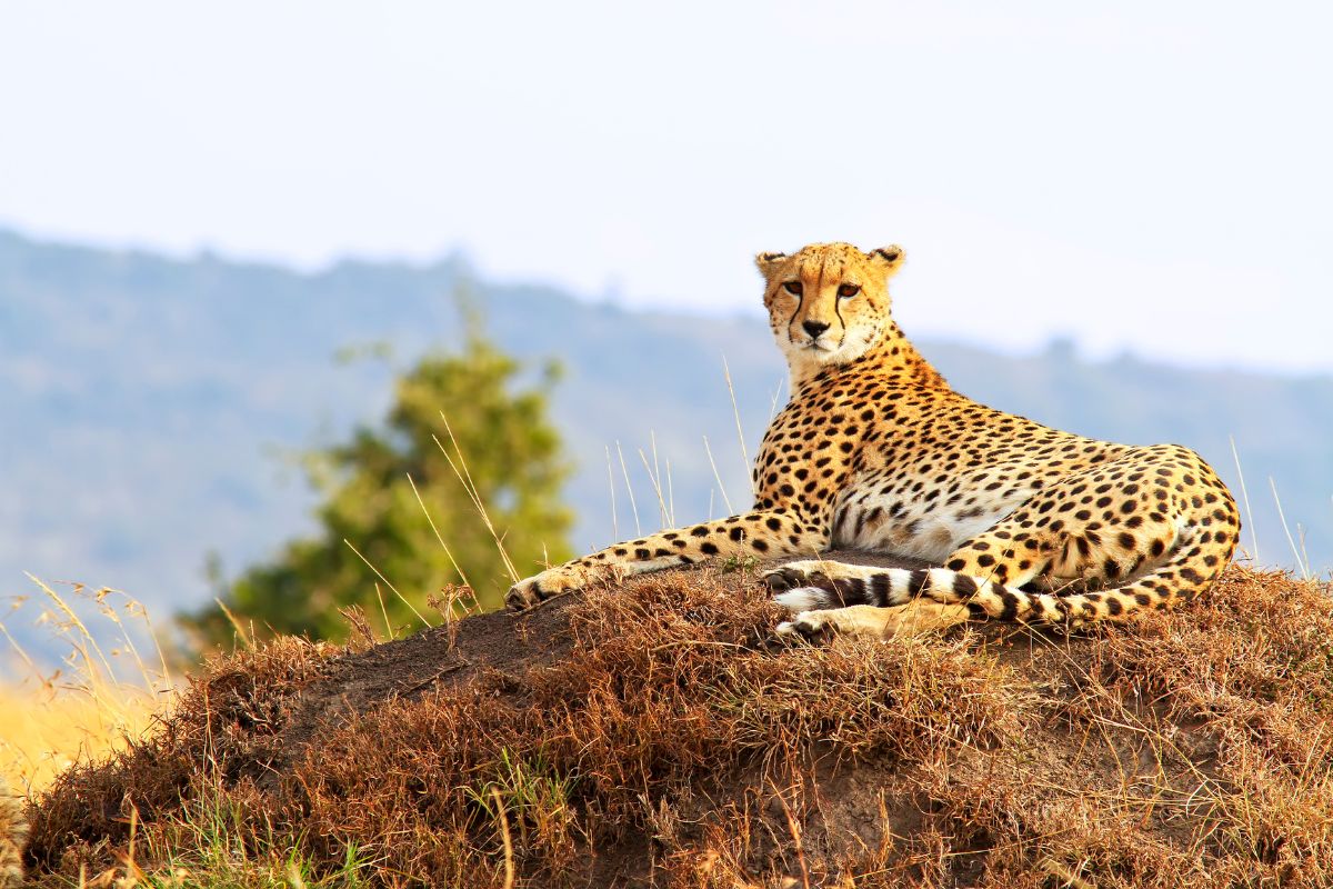 Safari Tembea en Kenia