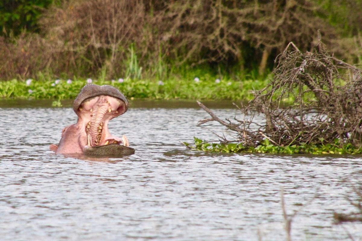 Safari Rasharasha en Kenia