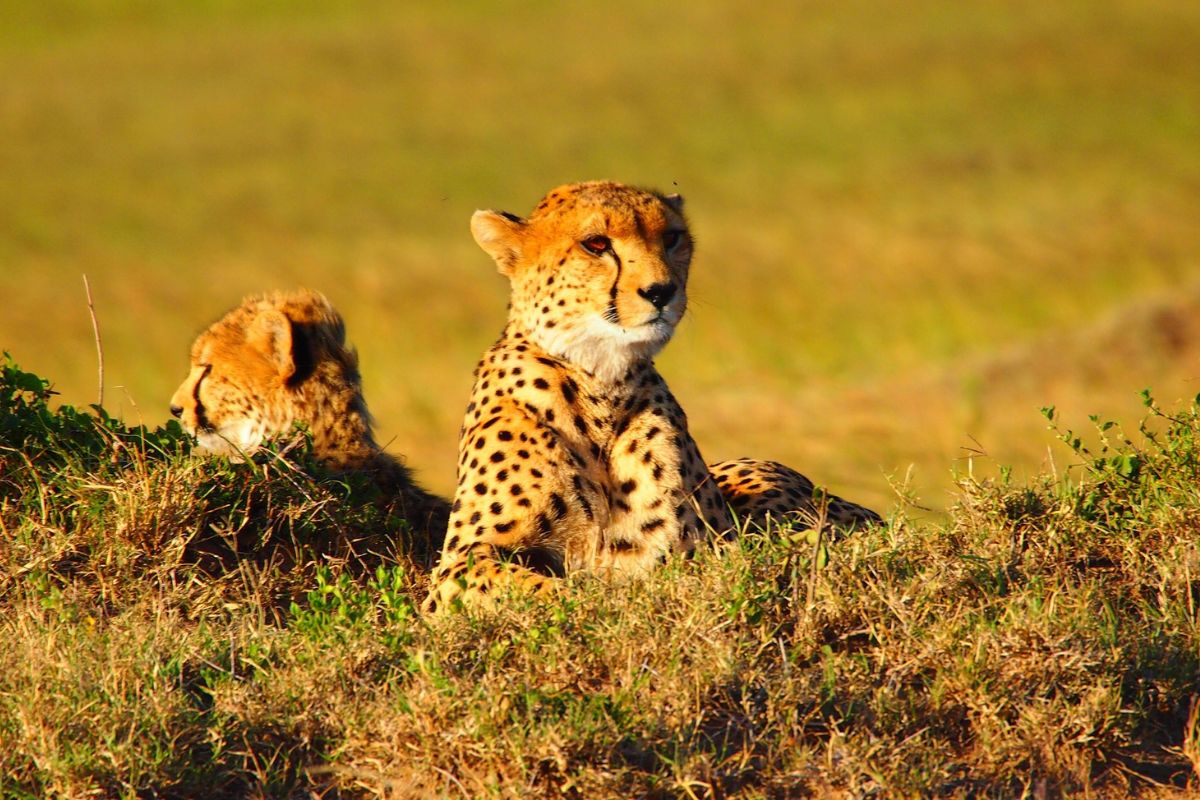 Safari Rina en Kenia